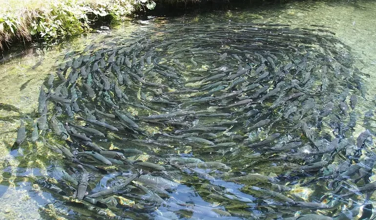 Ternak Ikan: Panduan Lengkap untuk Pemula