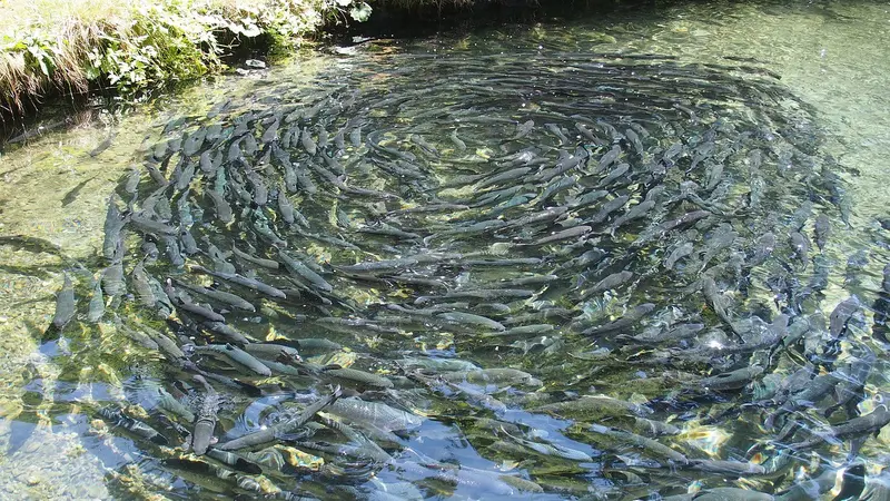 Ternak Ikan: Panduan Lengkap untuk Pemula